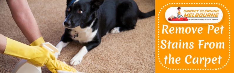 Remove Pet Stains From the Carpet