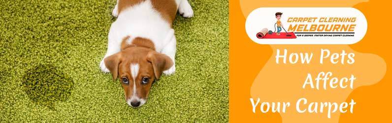 How Pets Affect Your Carpet